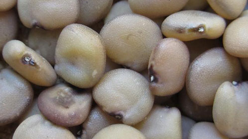 Guara Seed