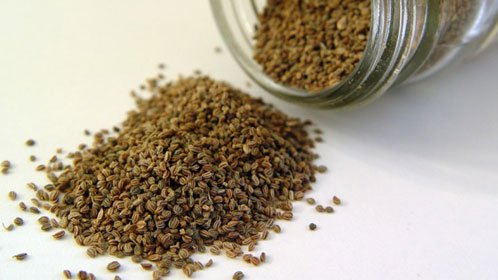 Origano Seed