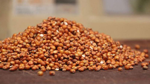 Red Sorghum